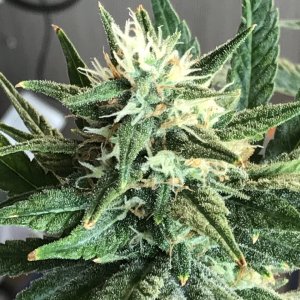 Black Jack F1 Fast-Day 32F-k.JPG