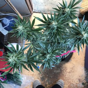 Black Jack F1 Fast-Day 32F-l.JPG