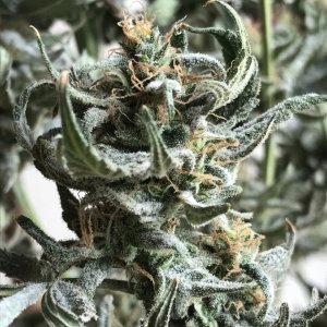 Black Jack F1 Fast-Day 39F-l.JPG