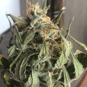 Black Jack F1 Fast-Day 39F-m.JPG