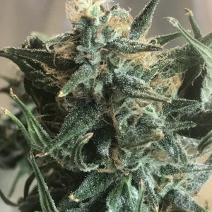 Black Jack F1 Fast-Day 39F-n.JPG