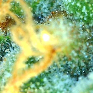 Black Jack F1 Fast-Day 58F-t.jpg