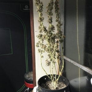 Black Jack F1 Fast-Day 60F(pre-trim)-v.JPG