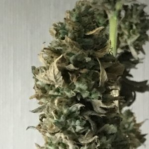 Black Jack F1 Fast-Day 60F-w.JPG