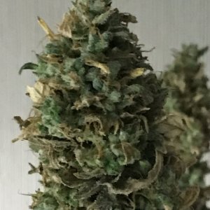 Black Jack F1 Fast-Day 60F-y.JPG