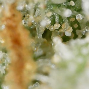 SG trich 11-9-23 F61 (3).jpg