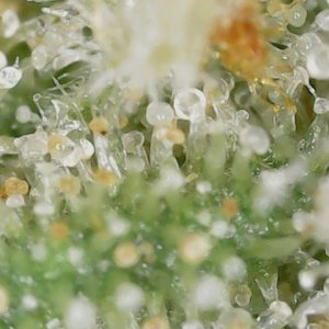 SG trich 11-9-23 F61 (2).jpg