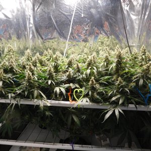 CG Day 62 flower (1).JPG