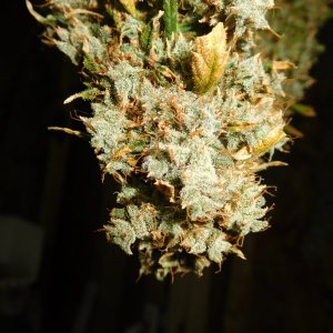 Malawi Killer Pheno (2).JPG