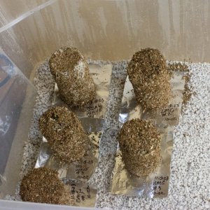 Update Mushrooms 11-18-23.jpg