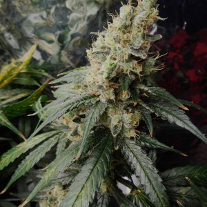 CG Day 68 flower (10).JPG