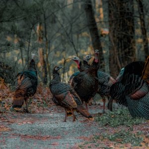 Gobblers and Hens presets.jpg