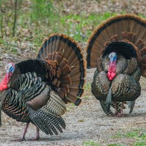 Gobblers and Hens.jpg