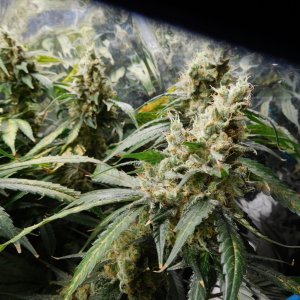 CG Day 71 flower (10).JPG