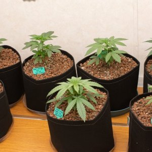 Update grow room 11-25-23-2.jpg