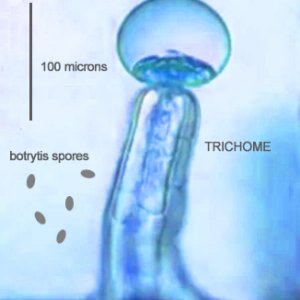 trichome and botrytis1.jpg