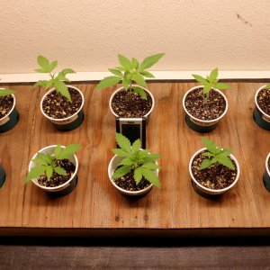 Canuk Seeds Grow-Days 11 thru 15 of Vegging-11/25/23