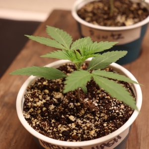 Canuk Seeds Grow-Afghan Hash Plant Fem. #1-Day 13 of Vegging-11/25/23