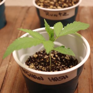 Canuk Seeds Grow-Afghan Hash Plant Fem. #2-Day 13 of Vegging-11/25/23