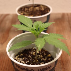 Canuk Seeds Grow-Afghan Hash Plant Fem. #3-Day 13 of Vegging-11/25/23