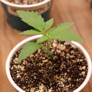 Canuk Seeds Grow-Acapulco Gold Fem. Elite #1-Day 11 of Vegging-11/25/23