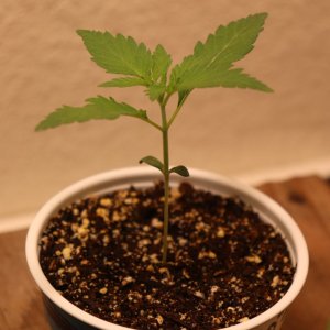 Canuk Seeds Grow-Acapulco Gold Fem. Elite #2-Day 11 of Vegging-11/25/23