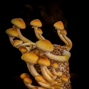 Blue Meanie Cubensis Spore Genetics.jpg