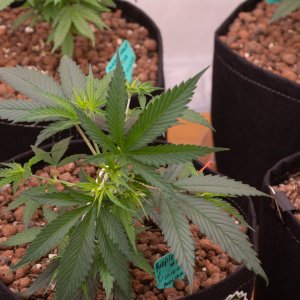 Purple Haze Female - Auto-.jpg