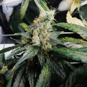 CG Day 73 flower (9).JPG