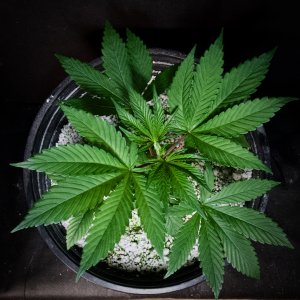 Amnesia Trance, Day 37