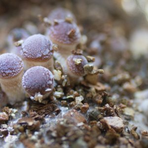 Blue Meanie Cube upcoming 2nd flush.jpg