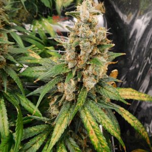 CG Day 77 flower (7).JPG