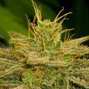 Next Generation Grapefruit Diesel