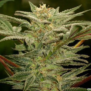 Next Generation Grapefruit Diesel