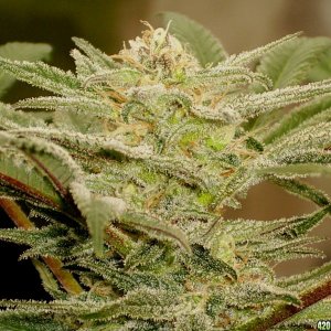 _Next_Generation_Grapefruit_Diesel