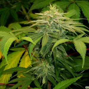 Next_Generation_Grapefruit_Diesel