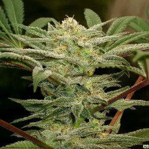 Next_Generation_Grapefruit_Diesel