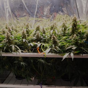 CG Day 78 flower (1).JPG