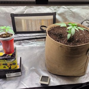 20231201_151337 RTa transplanted - tent.jpg