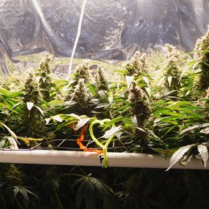 CG Day 79 flower (1).JPG