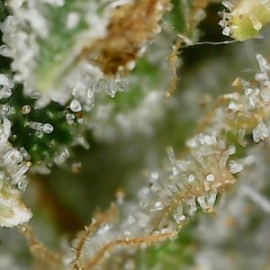 DB1 trich 12-6-23 F82 (4).jpg