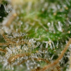 DB1 trich 12-6-23 F82 (5).jpg