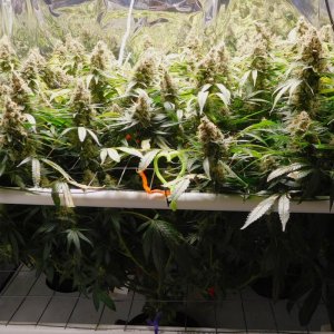 CG Day 84 flower (1).JPG