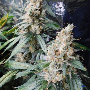 CG Day 84 flower (11).JPG