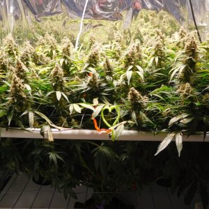 CG Day 85 flower (1).JPG