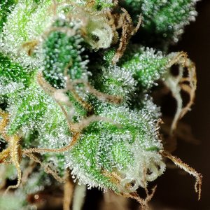 humboldt_dream_trichomes1.jpg