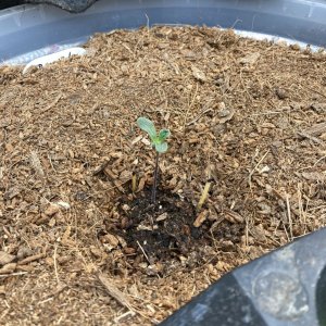 TopTao BlueBerry Crystal Seedling.jpg