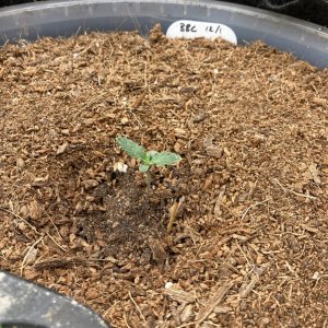 TopTao BlueBerry Crystal Seedling 2.jpg