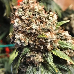 FB2 12-13-23 F89 drought bud.jpg