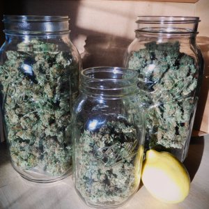 CG rosin buds 2-half-gal and 1 qt jar (1).JPG